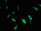 Calcium Homeostasis Modulator 3 antibody, CSB-PA768231LA01HU, Cusabio, Immunofluorescence image 