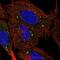LIMP II antibody, NB400-134, Novus Biologicals, Immunocytochemistry image 
