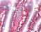 Catenin Beta 1 antibody, 51-566, ProSci, Immunohistochemistry frozen image 