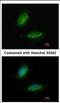 Uridine Monophosphate Synthetase antibody, NBP2-20810, Novus Biologicals, Immunofluorescence image 