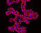 Spexin Hormone antibody, A04088, Boster Biological Technology, Immunofluorescence image 