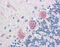 Malectin antibody, 49-986, ProSci, Immunohistochemistry frozen image 