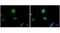 ENY2 Transcription And Export Complex 2 Subunit antibody, GTX629542, GeneTex, Immunocytochemistry image 
