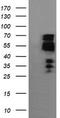 Zinc Finger And SCAN Domain Containing 18 antibody, LS-C174162, Lifespan Biosciences, Western Blot image 