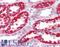 OCIA Domain Containing 2 antibody, LS-B5048, Lifespan Biosciences, Immunohistochemistry paraffin image 