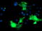 PDZ And LIM Domain 2 antibody, TA502708, Origene, Immunofluorescence image 