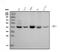 Mannose Phosphate Isomerase antibody, M00175-2, Boster Biological Technology, Western Blot image 