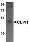Calcium-binding and spermatid-specific protein 1 antibody, PA5-20852, Invitrogen Antibodies, Western Blot image 