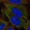 hTIE2 antibody, HPA073265, Atlas Antibodies, Immunofluorescence image 