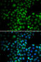 EMSY Transcriptional Repressor, BRCA2 Interacting antibody, 15-124, ProSci, Immunofluorescence image 