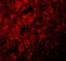 Leucine-rich repeat transmembrane neuronal protein 3 antibody, GTX32003, GeneTex, Immunohistochemistry paraffin image 