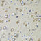 Ribosomal Protein S10 antibody, LS-C335612, Lifespan Biosciences, Immunohistochemistry frozen image 