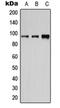 CD19 antibody, orb213689, Biorbyt, Western Blot image 