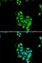 Jade Family PHD Finger 1 antibody, LS-C334650, Lifespan Biosciences, Immunofluorescence image 