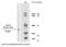 HLA class I histocompatibility antigen, alpha chain G antibody, NB500-302, Novus Biologicals, Western Blot image 
