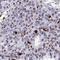 Homeobox protein DLX-4 antibody, HPA059933, Atlas Antibodies, Immunohistochemistry frozen image 