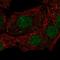 ELL-associated factor 1 antibody, HPA059516, Atlas Antibodies, Immunofluorescence image 
