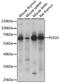 Pseudouridine Synthase 10 antibody, A15962, ABclonal Technology, Western Blot image 
