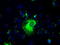 Prominin-2 antibody, TA500351, Origene, Immunofluorescence image 