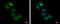 Biorientation Of Chromosomes In Cell Division 1 Like 1 antibody, GTX120356, GeneTex, Immunofluorescence image 