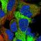 Fuzzy Planar Cell Polarity Protein antibody, HPA041779, Atlas Antibodies, Immunocytochemistry image 