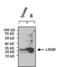 LIN28A antibody, PA1-096X, Invitrogen Antibodies, Immunoprecipitation image 