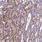 DIS3 Like Exosome 3'-5' Exoribonuclease antibody, NBP1-81941, Novus Biologicals, Immunohistochemistry frozen image 