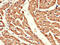 B1AR antibody, CSB-PA001391LA01HU, Cusabio, Immunohistochemistry paraffin image 
