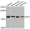 Endothelial differentiation-related factor 1 antibody, MBS126904, MyBioSource, Western Blot image 