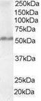 FAS-associated factor 2 antibody, PA1-31176, Invitrogen Antibodies, Western Blot image 