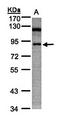 Spliceosome Associated Factor 1, Recruiter Of U4/U6.U5 Tri-SnRNP antibody, orb69722, Biorbyt, Western Blot image 