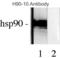 HSP90 antibody, LS-C230438, Lifespan Biosciences, Western Blot image 