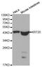 Keratin 20 antibody, MBS126021, MyBioSource, Western Blot image 