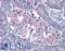 P2Y purinoceptor 4 antibody, LS-A1145, Lifespan Biosciences, Immunohistochemistry frozen image 