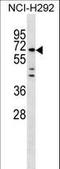 MIER Family Member 3 antibody, LS-C158143, Lifespan Biosciences, Western Blot image 
