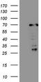 CWC27 Spliceosome Associated Cyclophilin antibody, CF808671, Origene, Western Blot image 