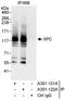 DNA repair protein complementing XP-C cells antibody, A301-121A, Bethyl Labs, Immunoprecipitation image 