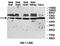 Zinc Finger Protein 774 antibody, orb78263, Biorbyt, Western Blot image 