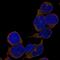SYN1 antibody, PA5-62747, Invitrogen Antibodies, Immunofluorescence image 