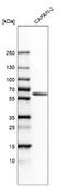 BAI1 Associated Protein 2 Like 1 antibody, NBP1-89537, Novus Biologicals, Western Blot image 