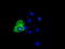 Cytochrome C Oxidase Subunit 6A1 antibody, TA501395, Origene, Immunofluorescence image 