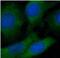 Phosphatidylinositide phosphatase SAC1 antibody, FNab07576, FineTest, Immunofluorescence image 