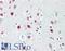 Histone Cluster 4 H4 antibody, LS-B8373, Lifespan Biosciences, Immunohistochemistry frozen image 