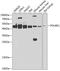 EMB antibody, 22-845, ProSci, Western Blot image 