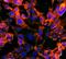 7-Ketocholesterol antibody, NBP2-59357, Novus Biologicals, Immunofluorescence image 