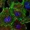 Mitotic Spindle Positioning antibody, NBP2-38955, Novus Biologicals, Immunofluorescence image 