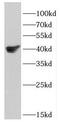 DSN1 Component Of MIS12 Kinetochore Complex antibody, FNab02546, FineTest, Western Blot image 