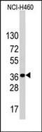 Low Density Lipoprotein Receptor Adaptor Protein 1 antibody, AP14925PU-N, Origene, Western Blot image 