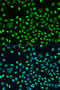 Double-stranded RNA-binding protein Staufen homolog 2 antibody, 19-060, ProSci, Immunofluorescence image 