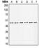 Jun Proto-Oncogene, AP-1 Transcription Factor Subunit antibody, MBS820225, MyBioSource, Western Blot image 